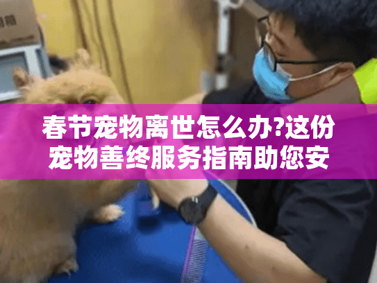 春节宠物离世怎么办?这份宠物善终服务指南助您安心送别