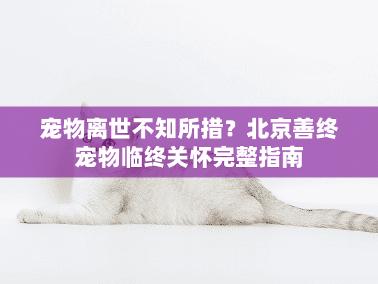 宠物离世不知所措？北京善终宠物临终关怀完整指南