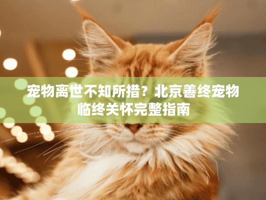 宠物离世不知所措？北京善终宠物临终关怀完整指南