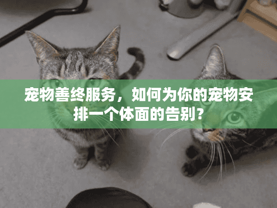 宠物善终服务，如何为你的宠物安排一个体面的告别？
