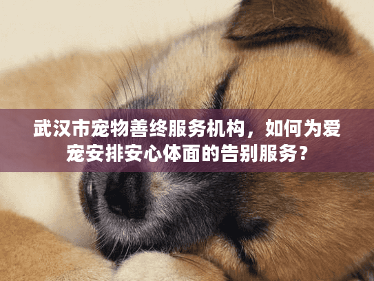 武汉市宠物善终服务机构，如何为爱宠安排安心体面的告别服务？