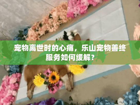 宠物离世时的心痛，乐山宠物善终服务如何缓解？
