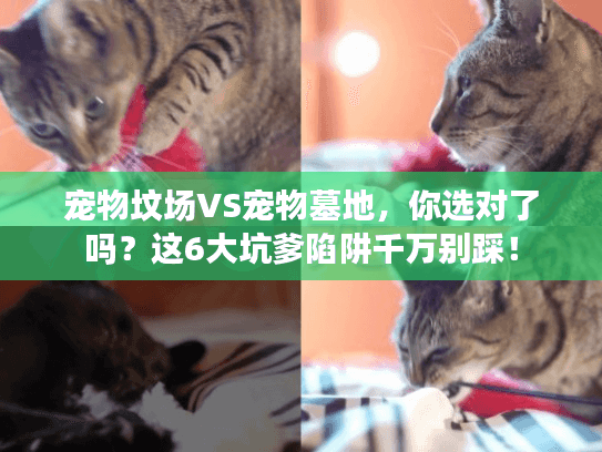 宠物坟场VS宠物墓地，你选对了吗？这6大坑爹陷阱千万别踩！