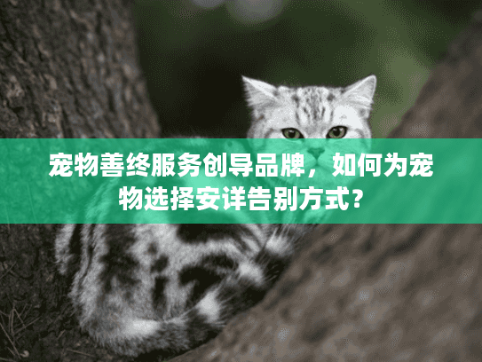 宠物善终服务创导品牌，如何为宠物选择安详告别方式？