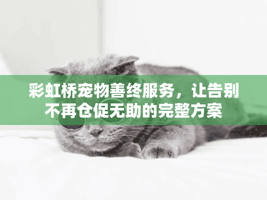 彩虹桥宠物善终服务，让告别不再仓促无助的完整方案