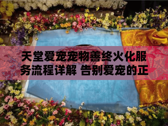 天堂爱宠宠物善终火化服务流程详解 告别爱宠的正确方式