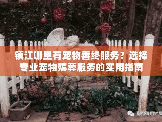镇江哪里有宠物善终服务？选择专业宠物殡葬服务的实用指南