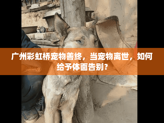 广州彩虹桥宠物善终，当宠物离世，如何给予体面告别？