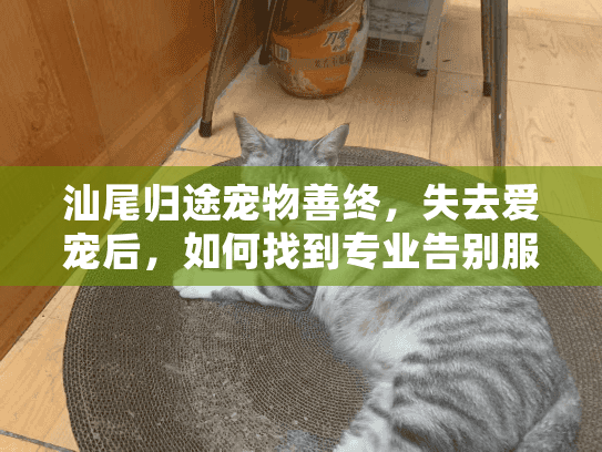 汕尾归途宠物善终，失去爱宠后，如何找到专业告别服务？
