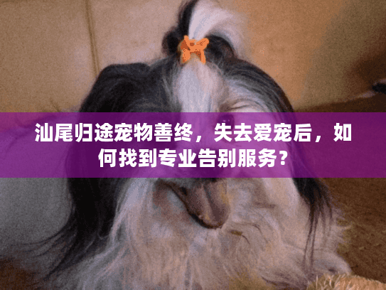 汕尾归途宠物善终，失去爱宠后，如何找到专业告别服务？