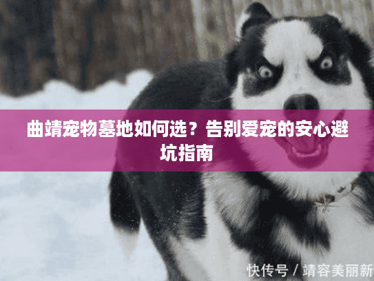 曲靖宠物墓地如何选？告别爱宠的安心避坑指南