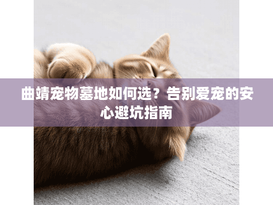 曲靖宠物墓地如何选？告别爱宠的安心避坑指南