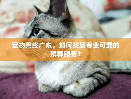 宠物善终广东，如何找到专业可靠的殡葬服务？