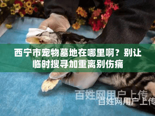西宁市宠物墓地在哪里啊？别让临时搜寻加重离别伤痛