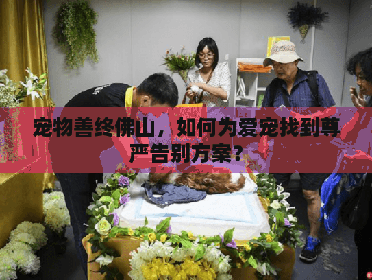 宠物善终佛山，如何为爱宠找到尊严告别方案？