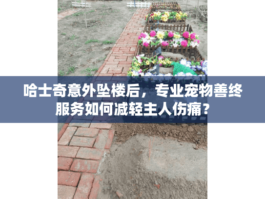 哈士奇意外坠楼后，专业宠物善终服务如何减轻主人伤痛？