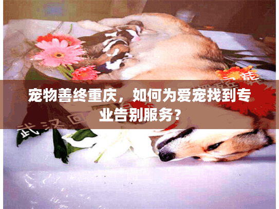 宠物善终重庆，如何为爱宠找到专业告别服务？