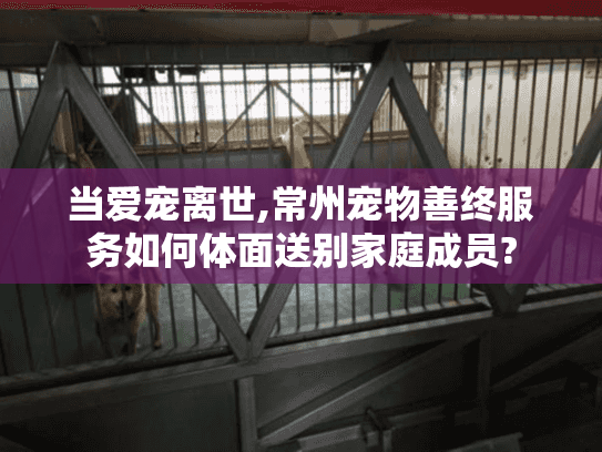 当爱宠离世,常州宠物善终服务如何体面送别家庭成员?