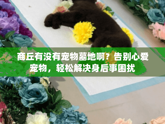 商丘有没有宠物墓地啊?告别心爱宠物,轻松解决身后事困扰 商丘有没有宠物墓地啊?告别心爱宠物,轻松解决身后事困扰