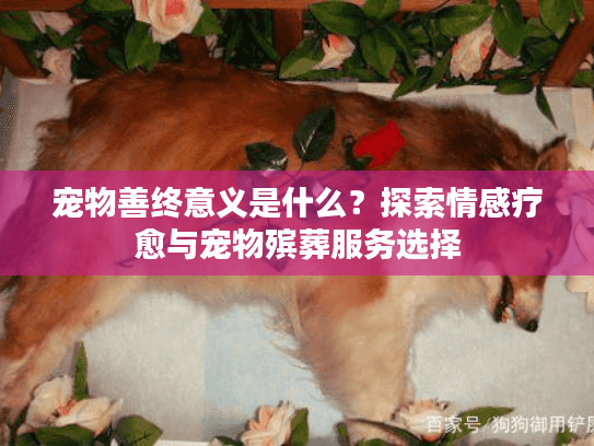 宠物善终意义是什么？探索情感疗愈与宠物殡葬服务选择