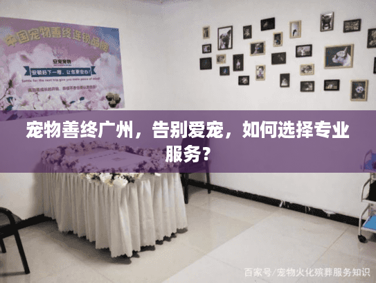宠物善终广州，告别爱宠，如何选择专业服务？