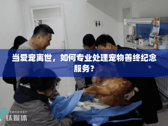 当爱宠离世，如何专业处理宠物善终纪念服务？