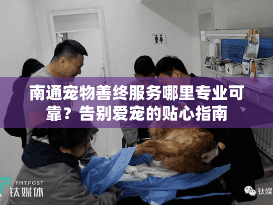 南通宠物善终服务哪里专业可靠？告别爱宠的贴心指南