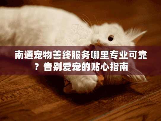南通宠物善终服务哪里专业可靠？告别爱宠的贴心指南