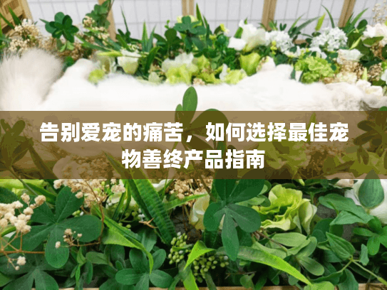 告别爱宠的痛苦，如何选择最佳宠物善终产品指南