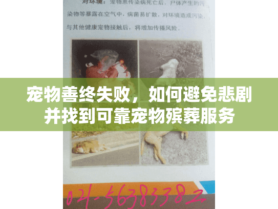 宠物善终失败，如何避免悲剧并找到可靠宠物殡葬服务