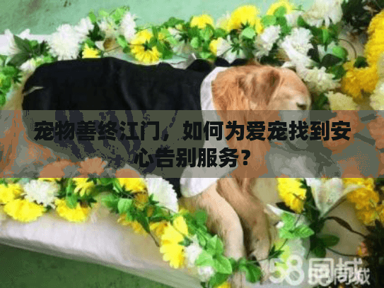 宠物善终江门，如何为爱宠找到安心告别服务？
