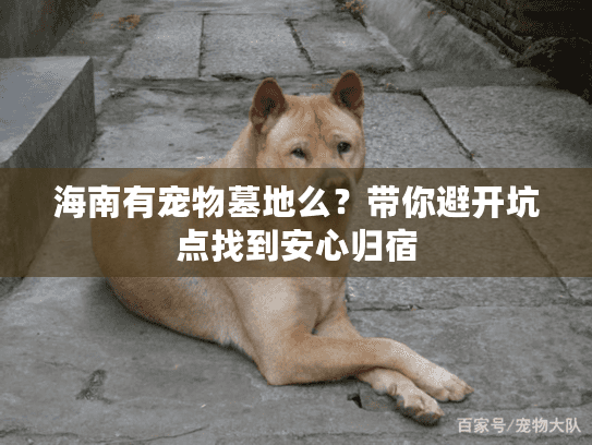 海南有宠物墓地么？带你避开坑点找到安心归宿