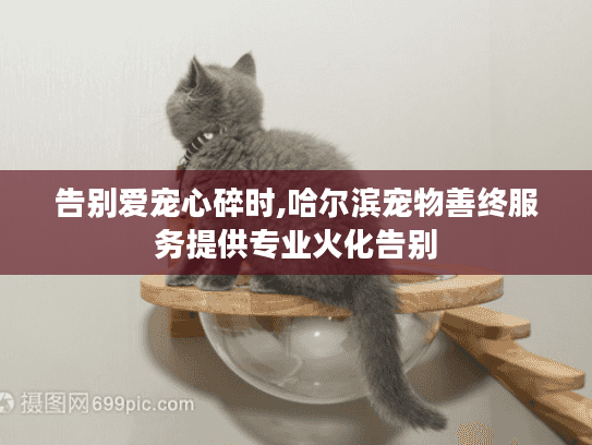 告别爱宠心碎时,哈尔滨宠物善终服务提供专业火化告别