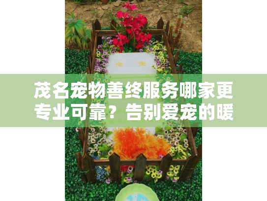 茂名宠物善终服务哪家更专业可靠？告别爱宠的暖心指南