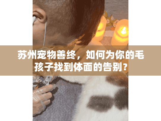 苏州宠物善终，如何为你的毛孩子找到体面的告别？