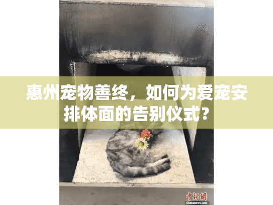 惠州宠物善终，如何为爱宠安排体面的告别仪式？