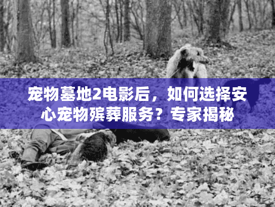 宠物墓地2电影后，如何选择安心宠物殡葬服务？专家揭秘
