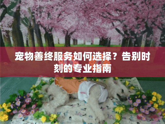宠物善终服务如何选择？告别时刻的专业指南