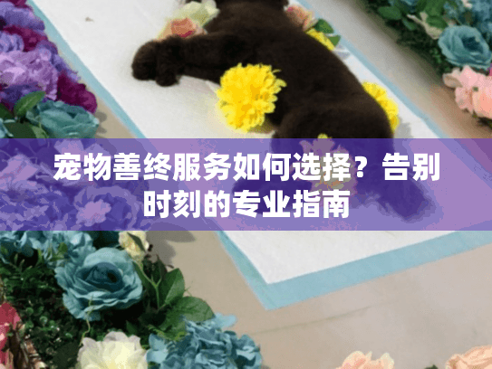 宠物善终服务如何选择？告别时刻的专业指南