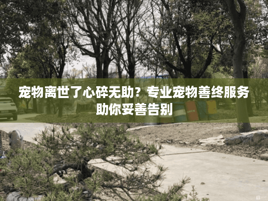 宠物离世了心碎无助？专业宠物善终服务助你妥善告别