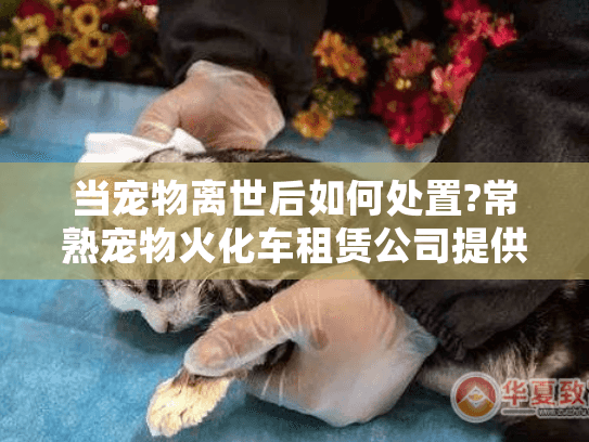 当宠物离世后如何处置?常熟宠物火化车租赁公司提供专业解决方案