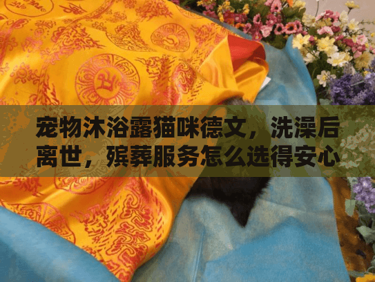 宠物沐浴露猫咪德文，洗澡后离世，殡葬服务怎么选得安心？