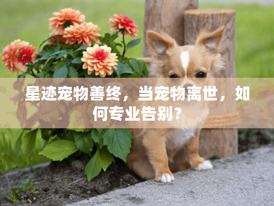 星迹宠物善终，当宠物离世，如何专业告别？