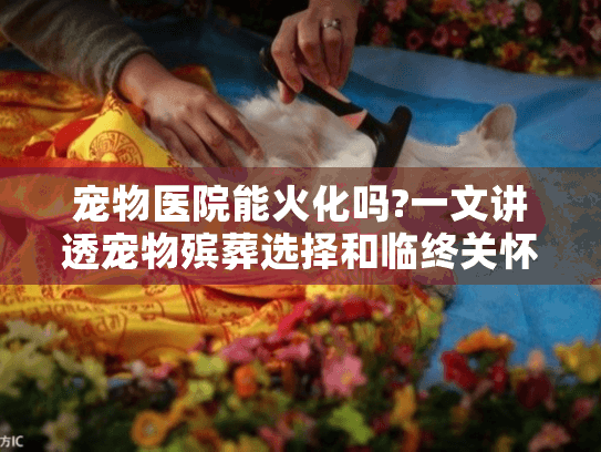 宠物医院能火化吗?一文讲透宠物殡葬选择和临终关怀指南