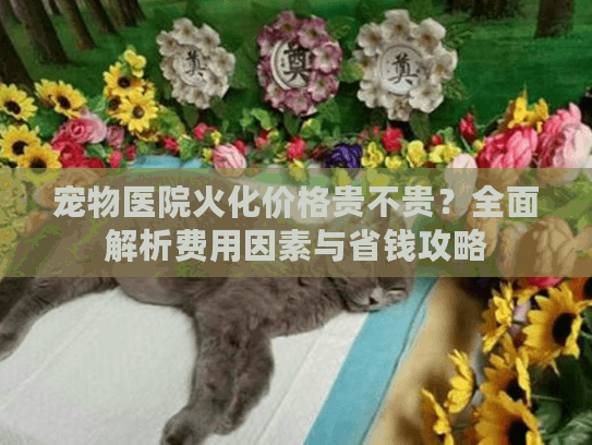 宠物医院火化价格贵不贵？全面解析费用因素与省钱攻略