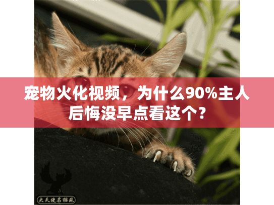 宠物火化视频，为什么90%主人后悔没早点看这个？