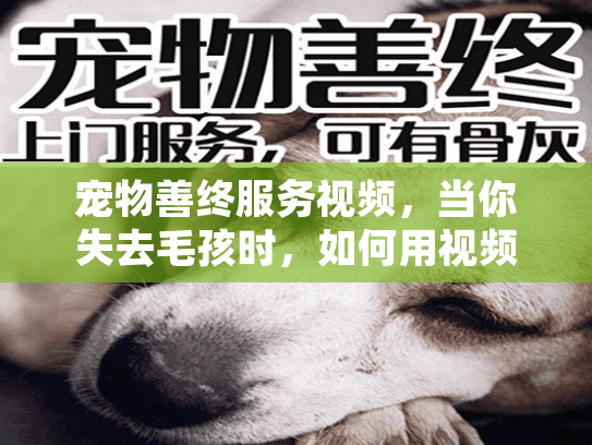宠物善终服务视频，当你失去毛孩时，如何用视频记录告别？