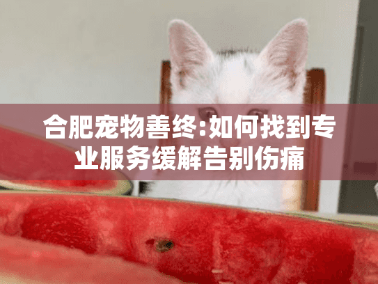 合肥宠物善终:如何找到专业服务缓解告别伤痛