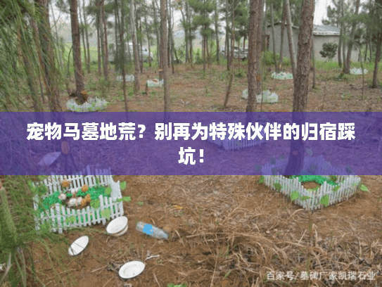 宠物马墓地荒？别再为特殊伙伴的归宿踩坑！