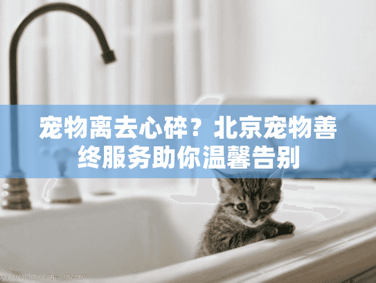 宠物离去心碎？北京宠物善终服务助你温馨告别
